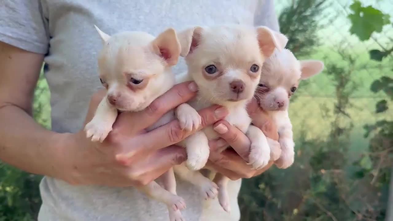 Chihuahua perros en venta: CHIHUAHUAS - Video 1