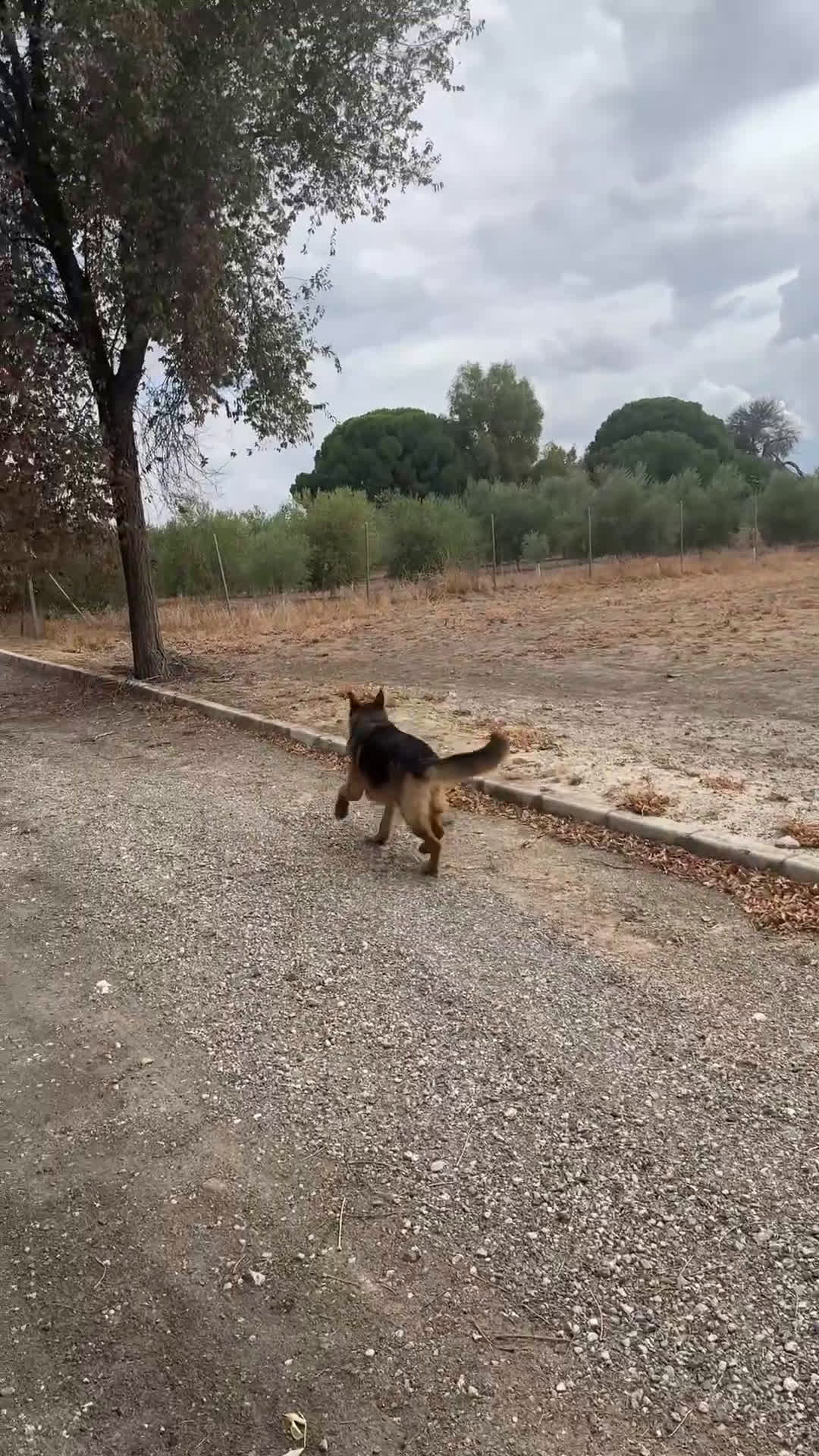 Pastor Alemán perros en venta: CACHORRO DE PASTOR ALEMAN  - Video 1