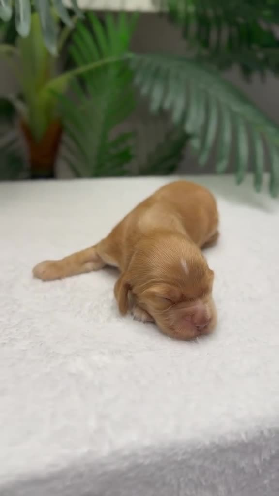 Cocker Spaniel Inglés perros en venta: COCKER SPANIEL INGLÉS HEMBRA - Video 1