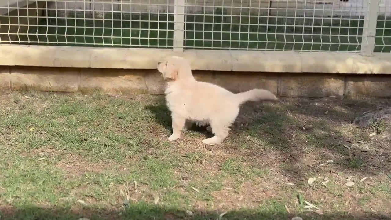 Golden Retriever perros en venta: Golden retriever  - Video 1