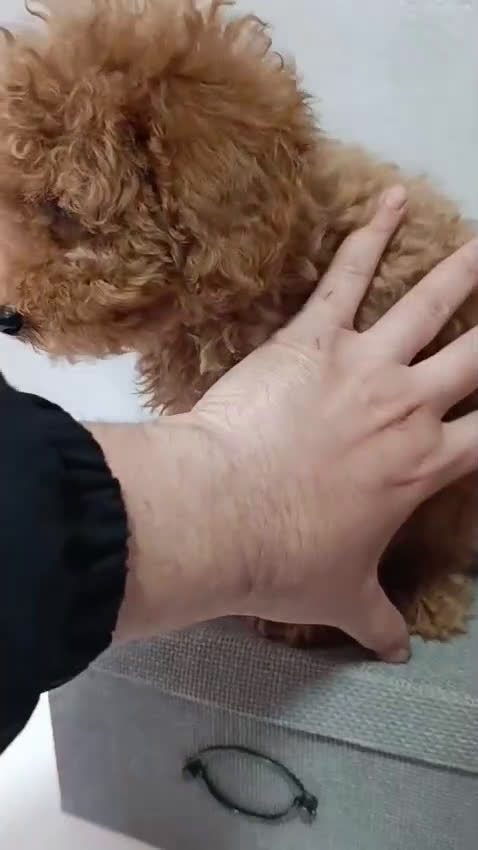 Caniche Toy perros en venta: Caniches toy rojitos  en Sevilla - Video 3