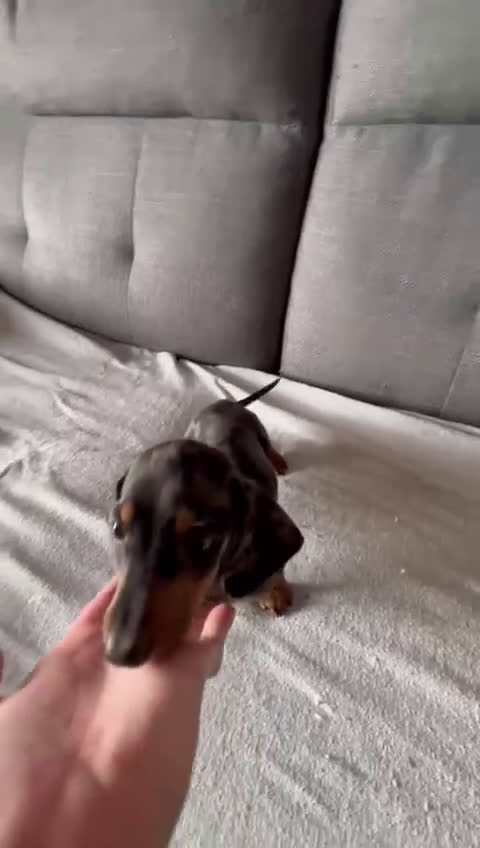 Teckel Miniatura perros en venta: Teckel kanichen  - Video 2