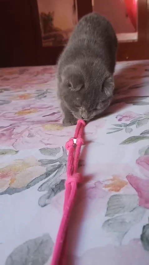 Scottish Fold gatos en venta: Scottish fold Blue Macho  - Video 1