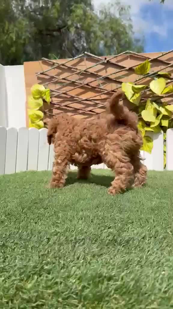 Caniche Toy perros en venta: CANICHE  - Video 3