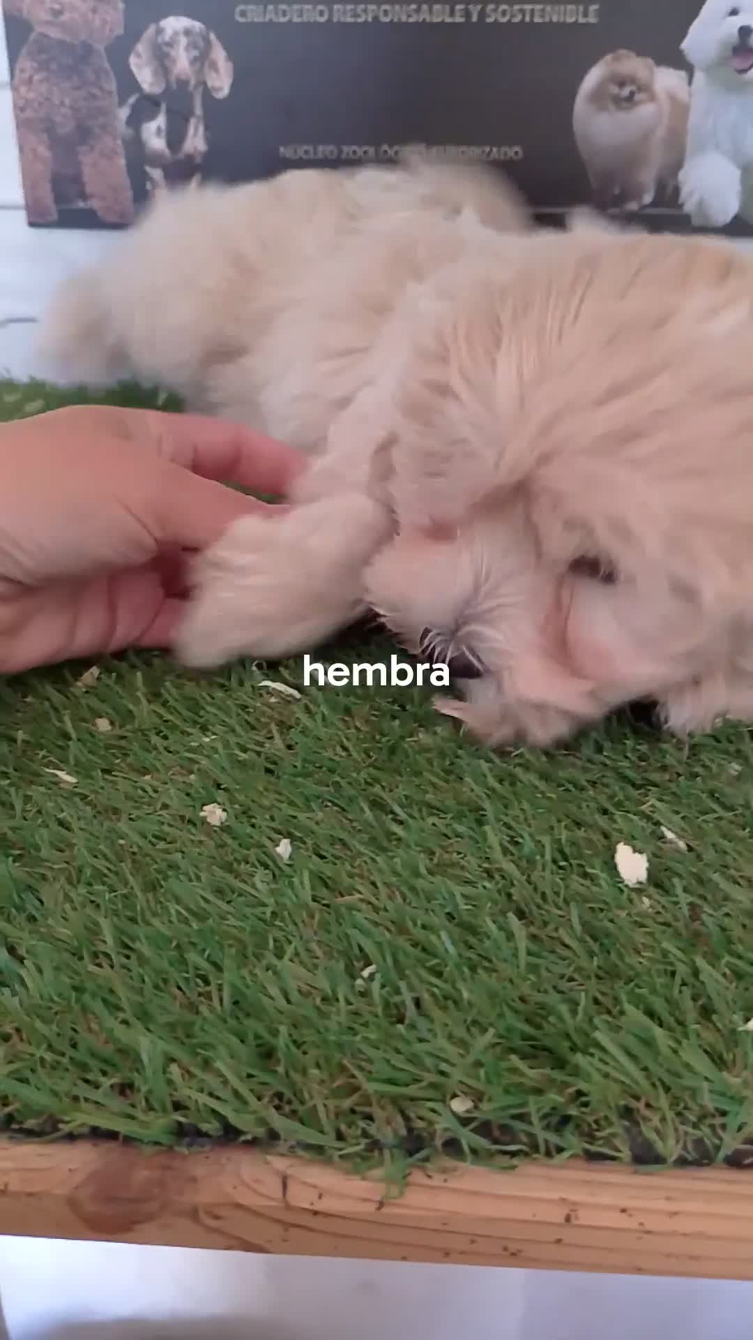 Maltipoo perros en venta: Maltipoo  - Video 1