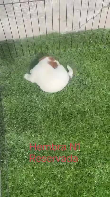 Jack Russell Terrier perros en venta: Jack Russell de pelo corto y patitas corta bicolor - Video 2