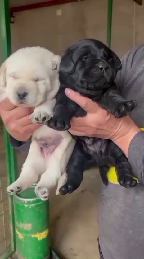 Labrador Retriever perros en venta: Labradores de Quercuscan  - Video 1