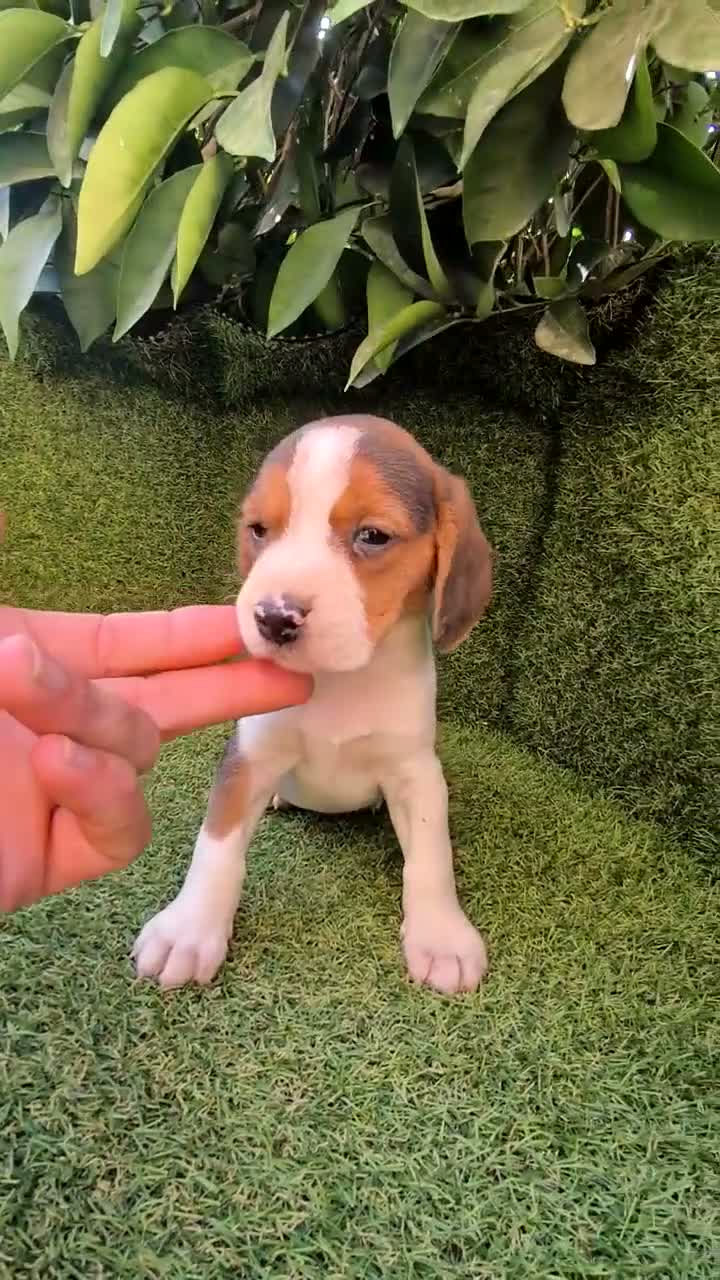 Beagle perros en venta: beagles mini tricolor  - Video 2