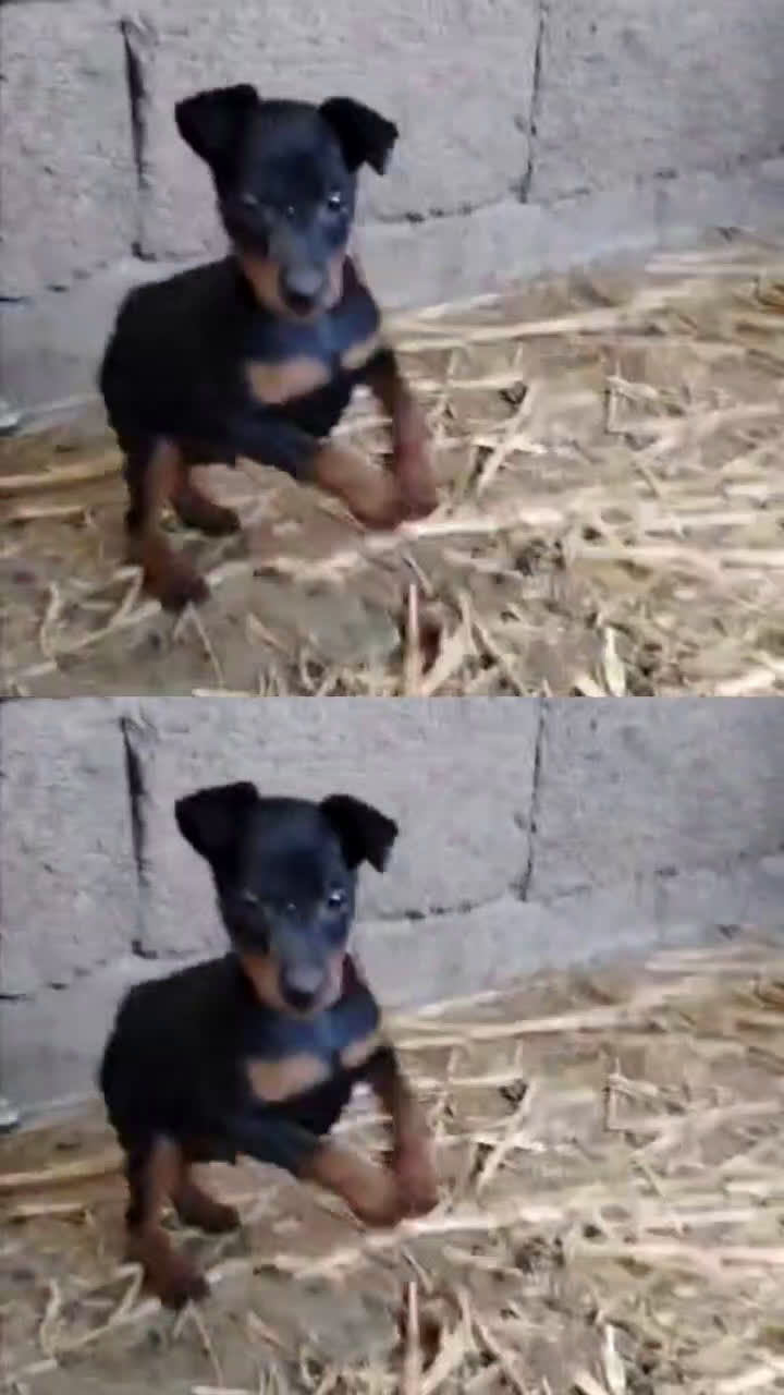 Pinscher Austríaco de Pelo Corto perros en venta: OPORTUNIDAD PINCHER PURA RAZA - Video 1
