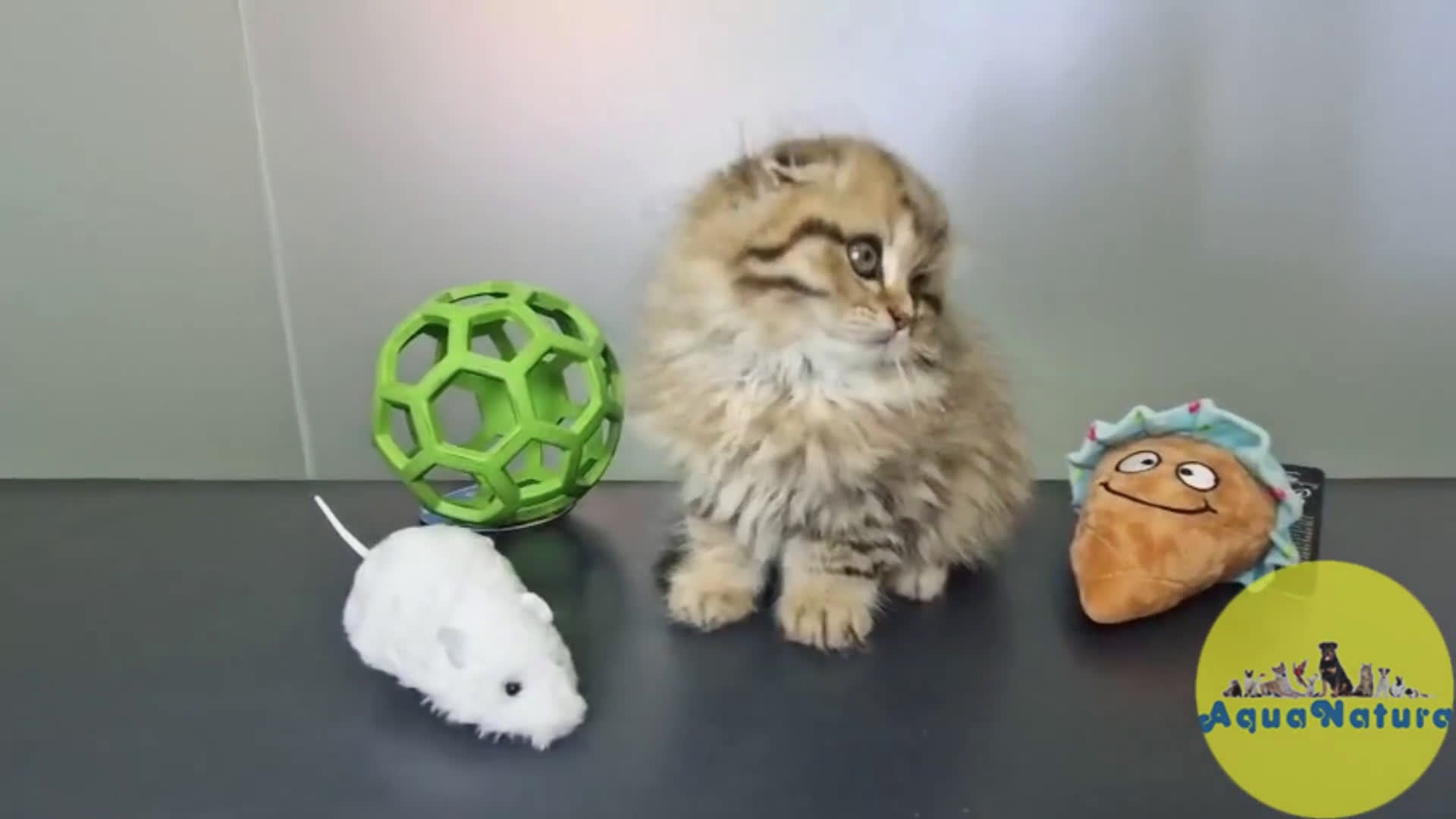 Británico de Pelo Largo gatos en venta: Scottish Fold Longhair Macho 1855 AQUANATURA - Video 1