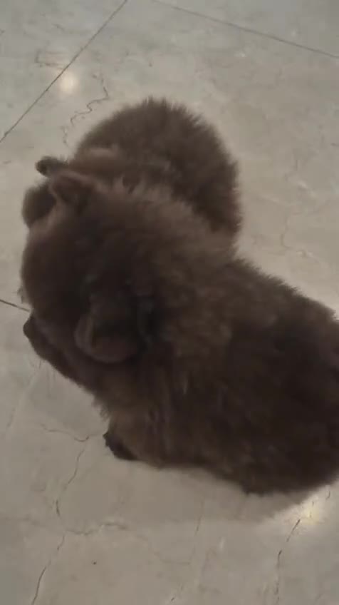 Pomerania perros en venta: Pomeranias - Video 1