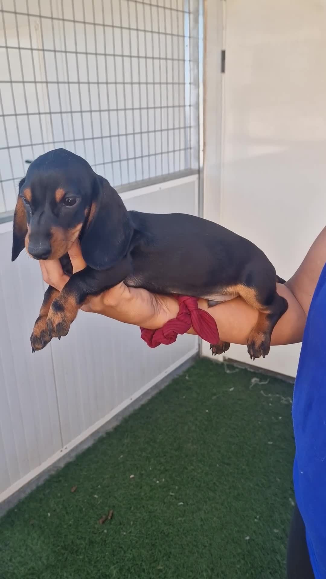 Teckel Miniatura perros en venta: Teckel kanichen precio real  - Video 1