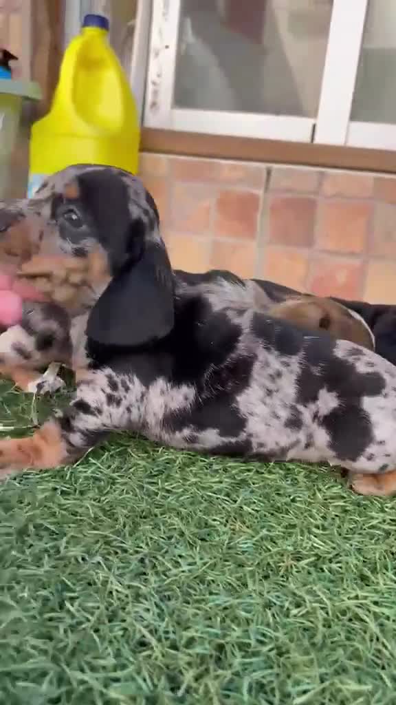 Teckel perros en venta: Teckel kanichen maxima calidad - Video 3