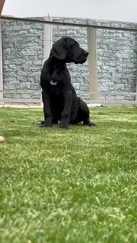 Dogo Alemán perros en venta: Dogo aleman negro hembra  - Video 1