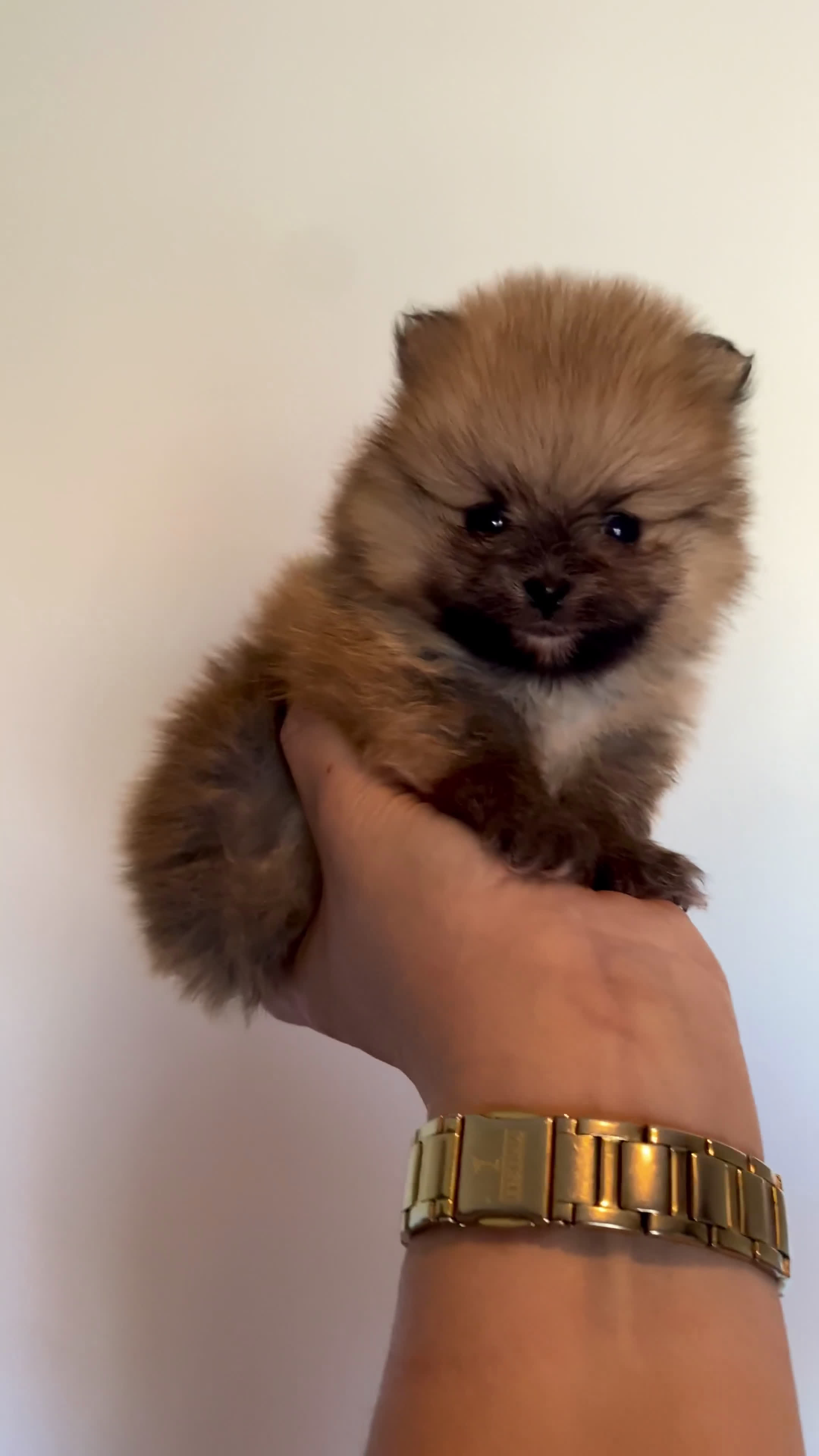 Pomerania perros en venta: Pomerania miniatura  - Video 1