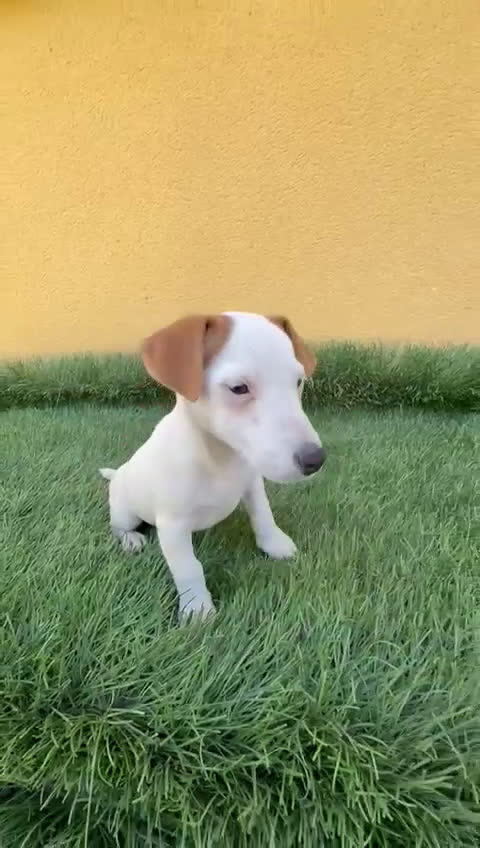 Jack Russell Terrier perros en venta: web milcachorros.es - Video 1
