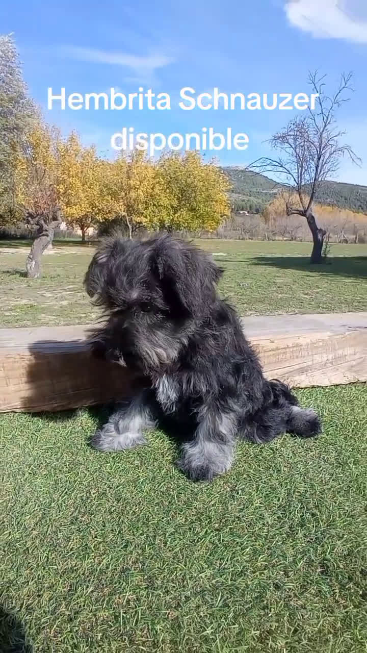 Schnauzer Miniatura perros en venta: Schnauzer mini sal y pimienta  - Video 5