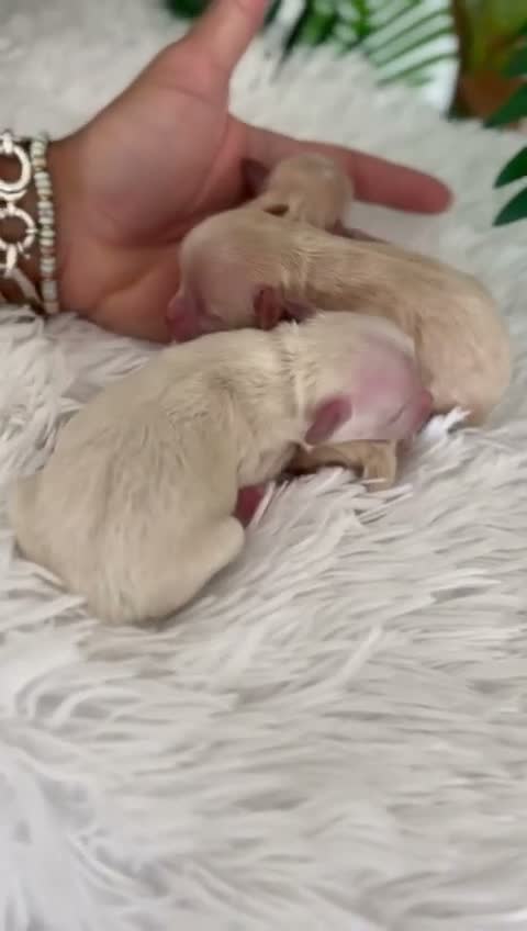 Maltipoo perros en venta: MALTIPOO COREANOS - Video 1