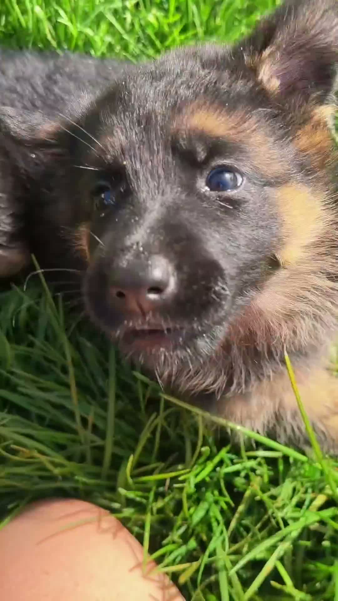 Pastor Alemán perros en venta: Espectacular cachorro de pastor alemán  - Video 1