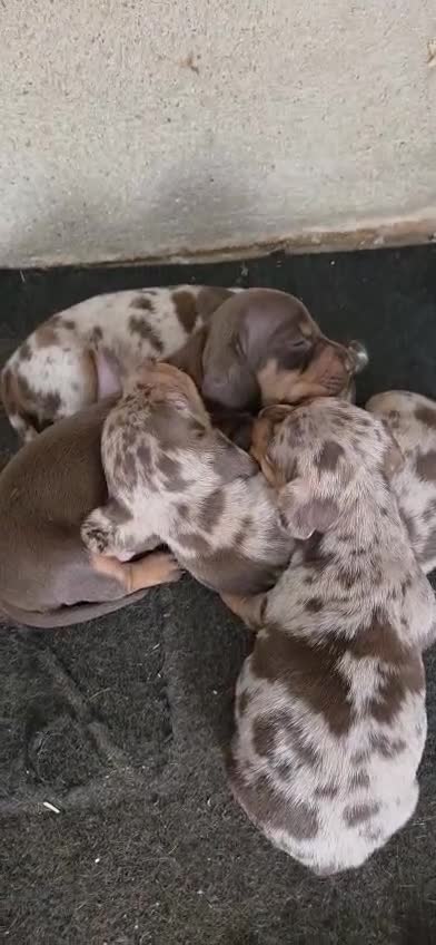 Teckel Miniatura perros en venta: Teckel miniatura merle chocolate - Video 2