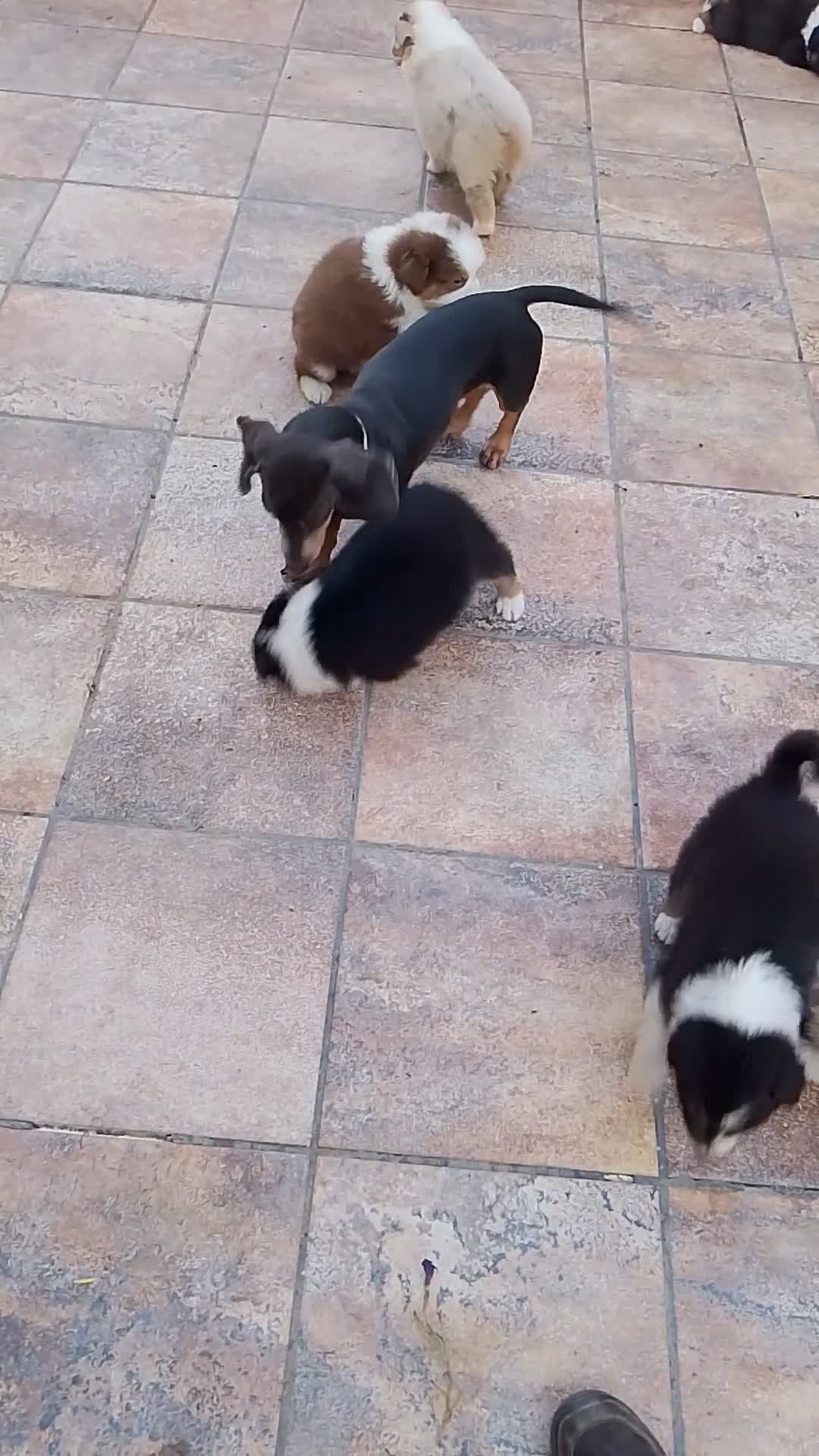 Pastor Australiano perros en venta: Excelente camada de Pastor Australiano  - Video 1