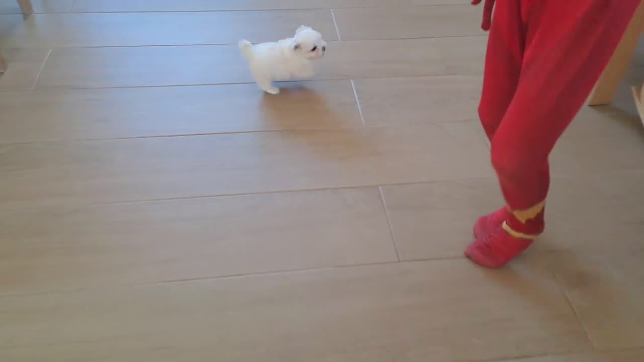 Bichón Maltés perros en venta: Cachorrita Bichon Maltes Toy  - Video 2