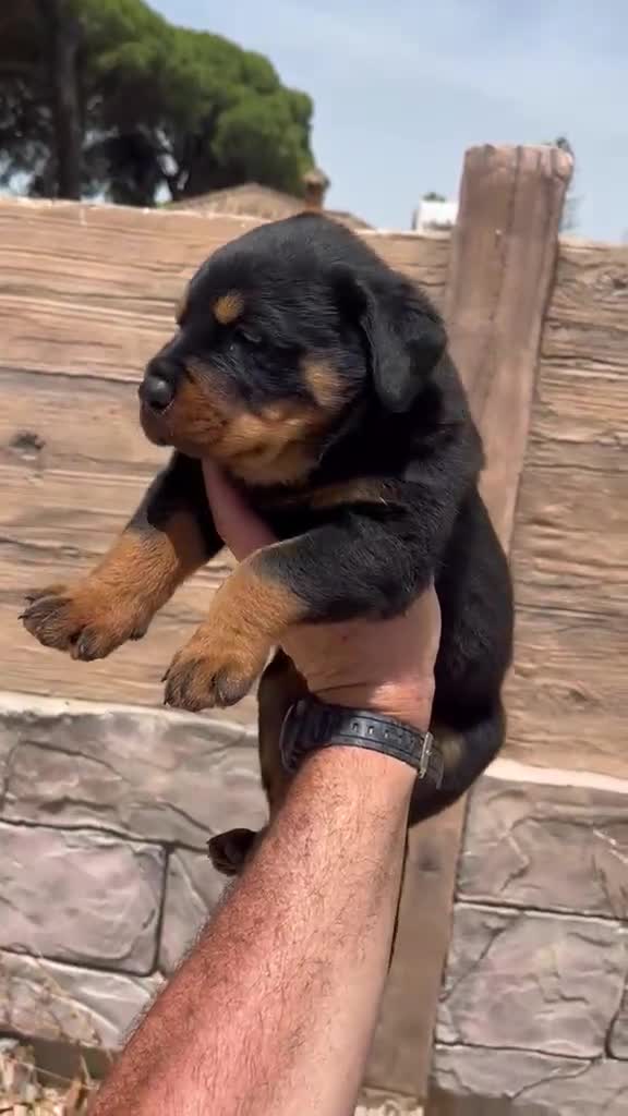 Rottweiler perros en venta: Rottweiler - Video 2