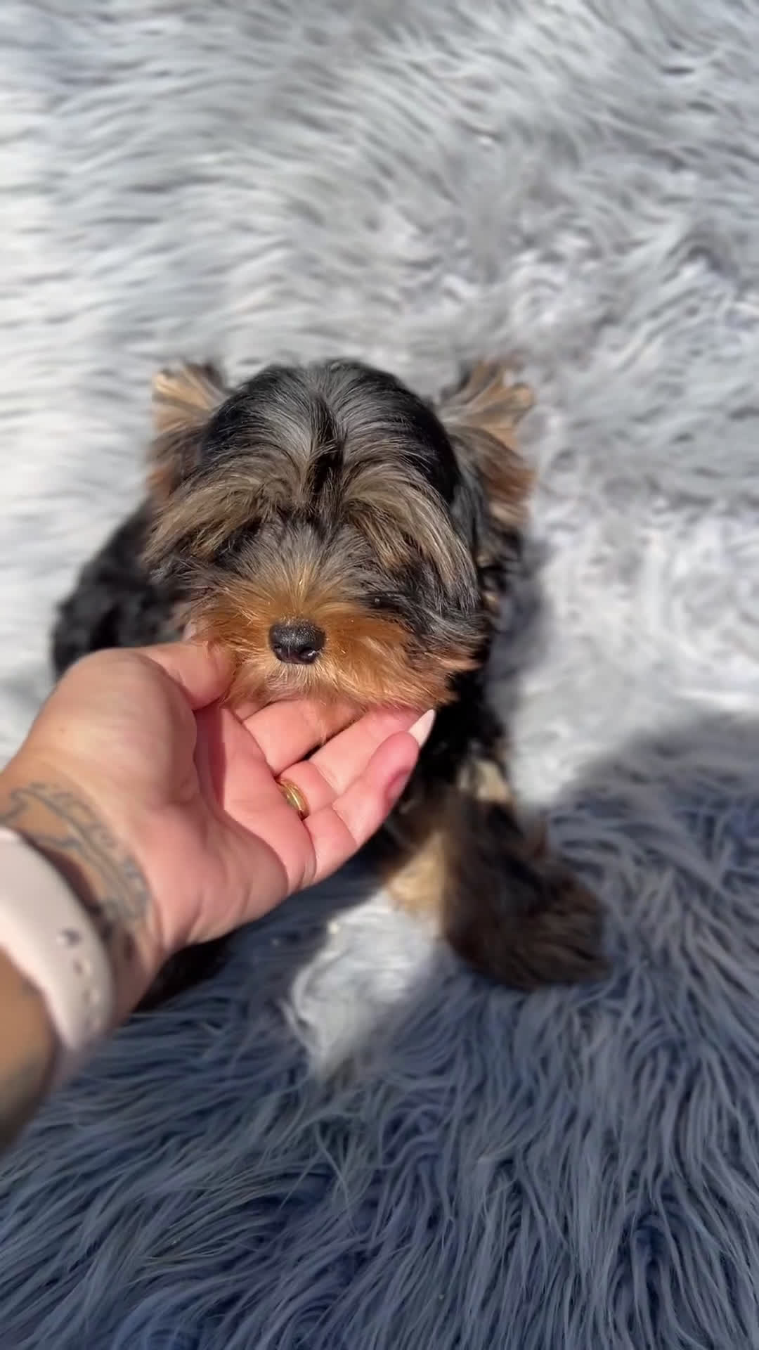 Yorkshire Terrier perros en venta: Yorki mini  - Video 1