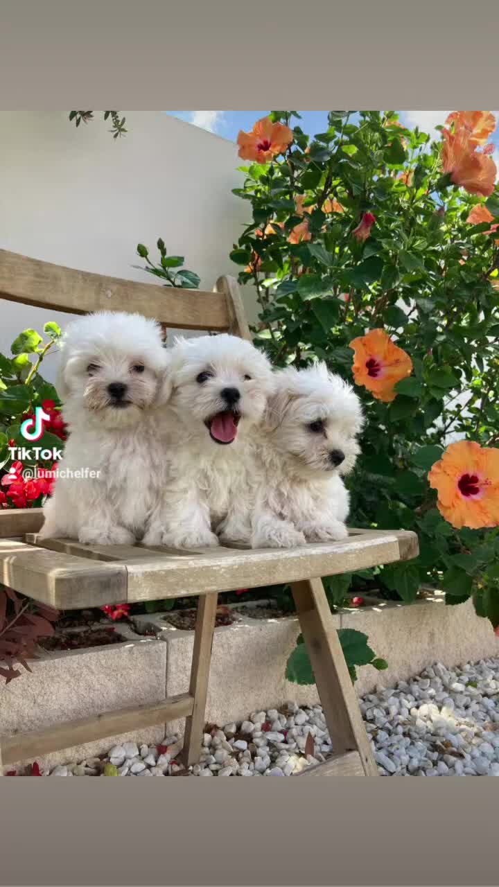 Bichón Maltés perros en venta: Cachorra de bichon maltes - Video 1