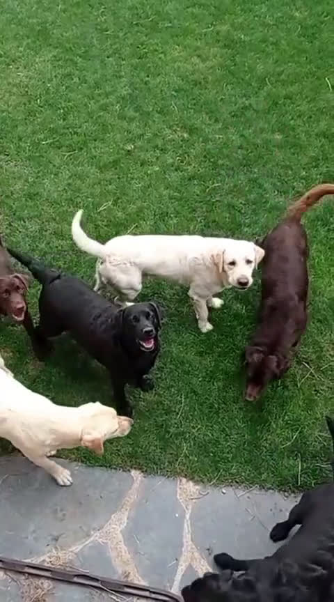 Labrador Retriever perros en venta: Labradores de Quercuscan  - Video 1