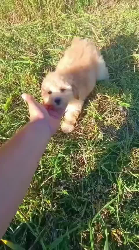 Caniche Enano perros en venta: Preciosa camada de Caniche enanos en Granada - Video 3