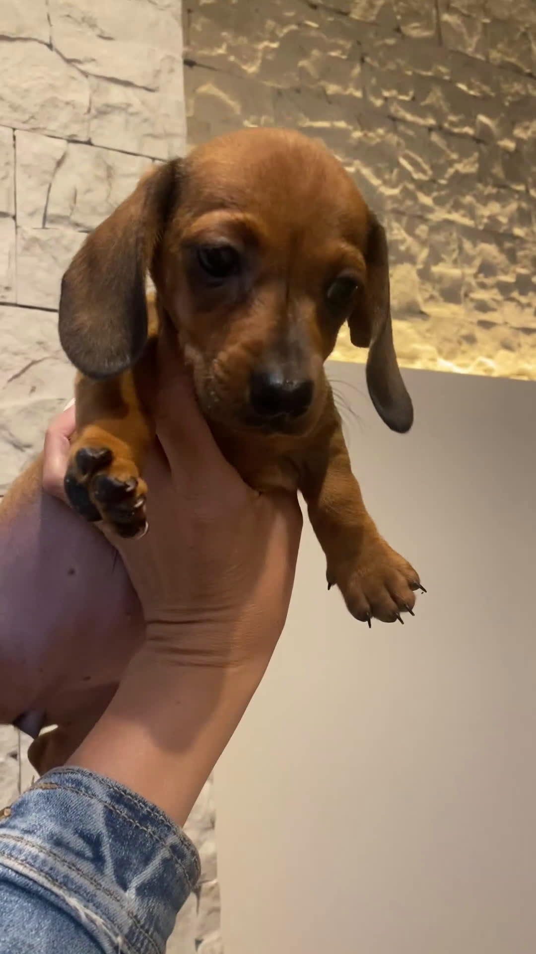 Teckel Miniatura perros en venta: Impresionantes Teckel miniatura  601144783 en Valencia - Video 5