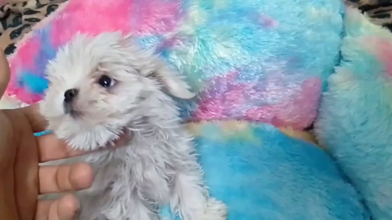 Bichón Maltés perros en venta:  BICHÓN MALTÉS LÍNEA COREANA 100% – EXCLUSIVO ✨ - Video 1