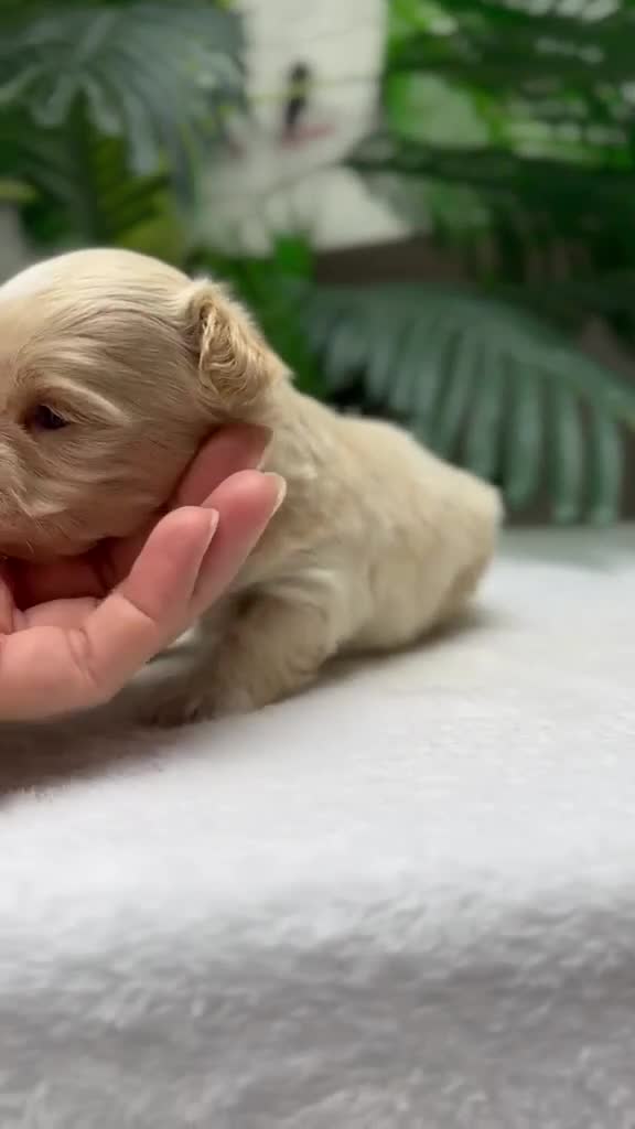 Maltipoo perros en venta: MALTIPOO - Video 3