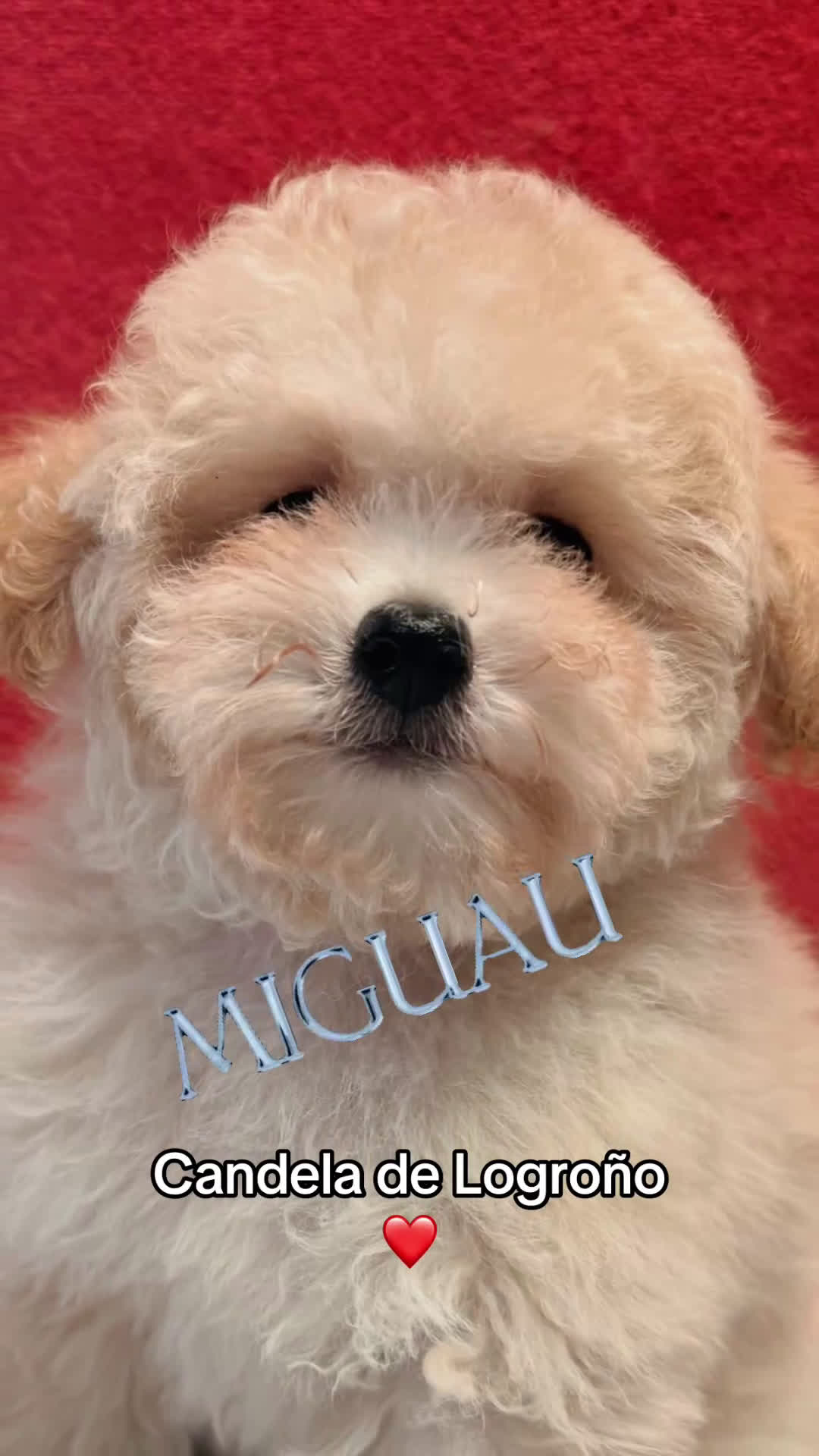 Caniche Toy perros en venta: Monísima Caniche Toy - Video 1