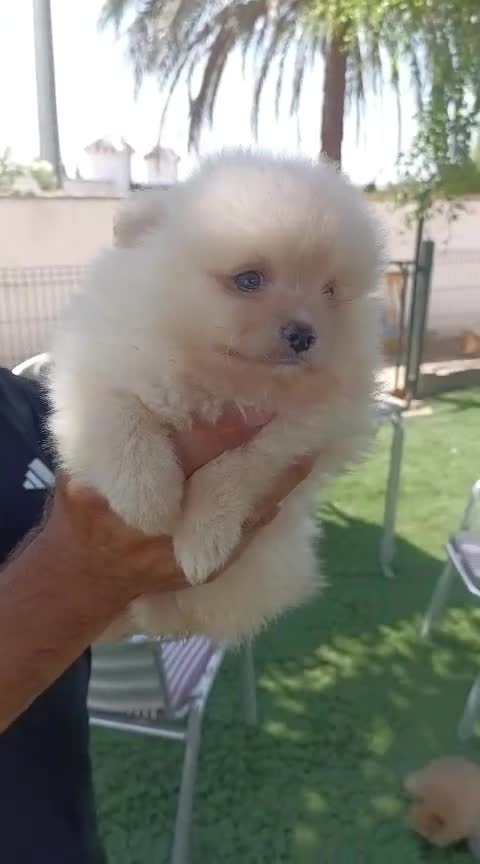 Pomerania perros en venta: Lulú pomerania toy  - Video 5