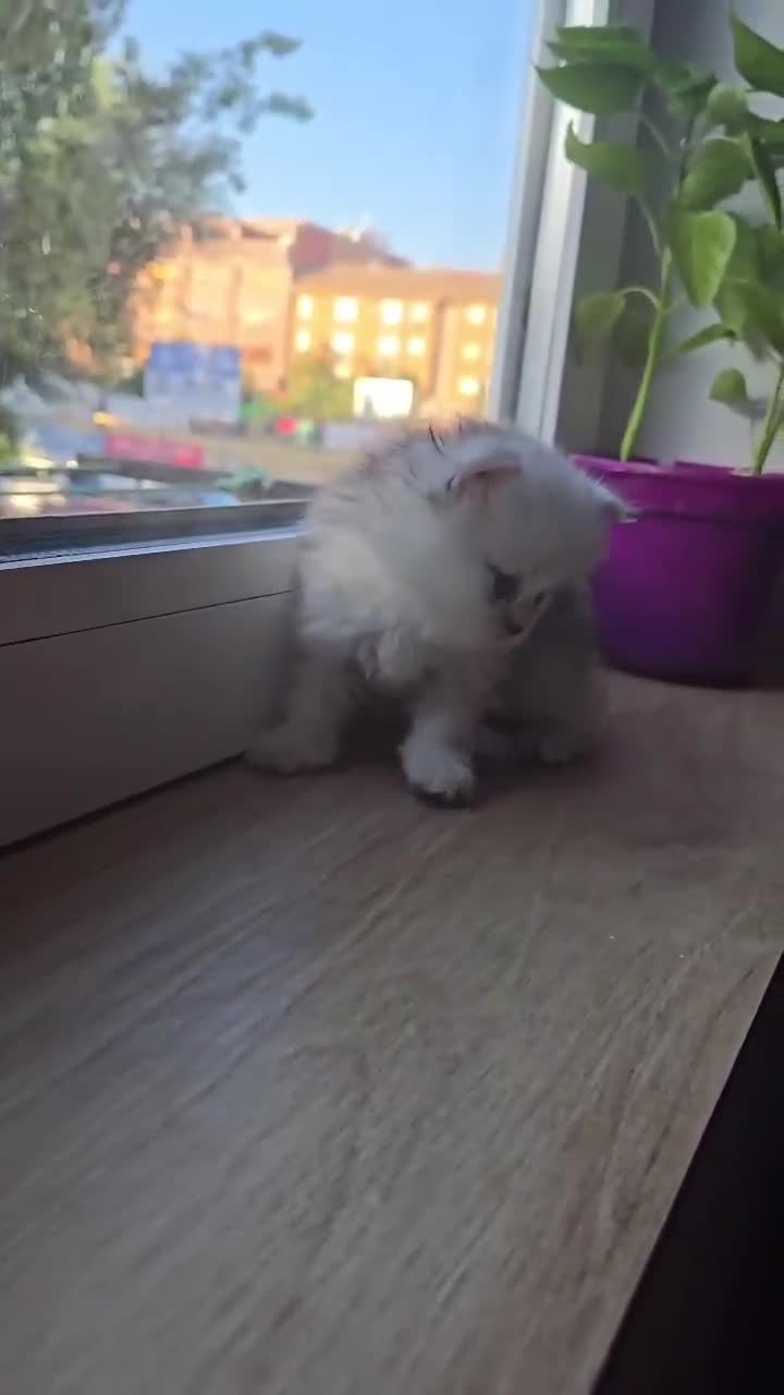 Persa gatos en venta: Gatos persas chinchilla silver  - Video 3