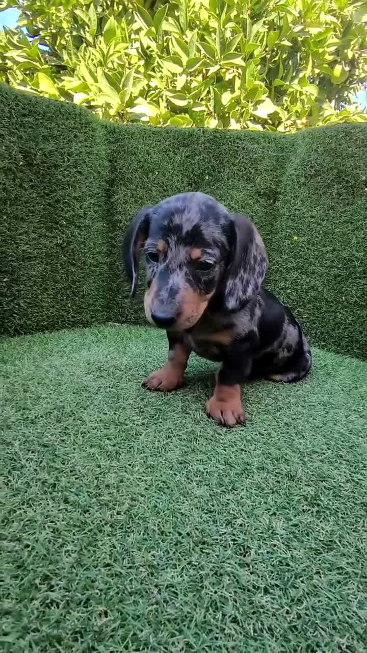 Teckel Miniatura perros en venta: teckel miniatura arlequín y varios colores  - Video 2