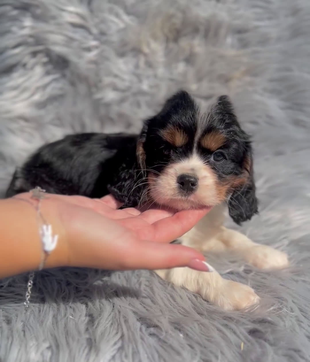 Cavalier King Charles Spaniel perros en venta: Cavalier tricolor macho  - Video 1