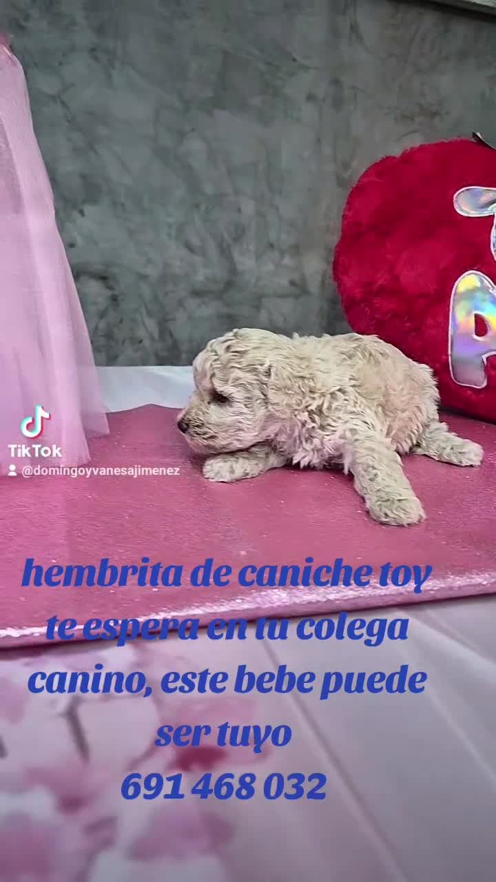 Caniche Toy perros en venta: Impresionantes caniches toy - Video 1