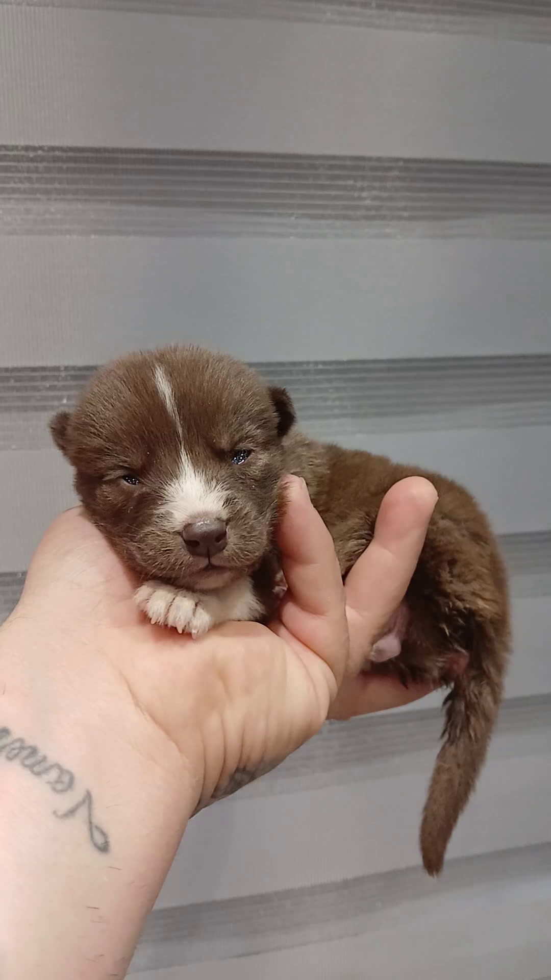 Husky Siberiano perros en venta: ULTIMO HUSKY y ULTIMA  ALASKA MALAMUTE  - Video 1