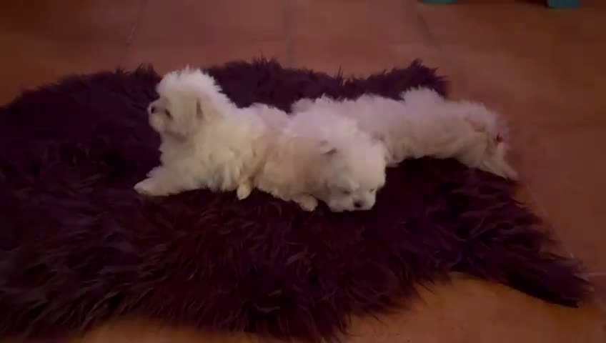 Bichón Maltés perros en venta: Macho bichón maltés coreano!!!ATENCION  🐾🐾🐾 - Video 1