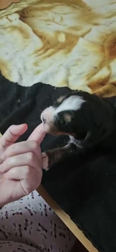 Boyero de Berna perros en venta: Boyeros de Berna bebes preciosos  - Video 3