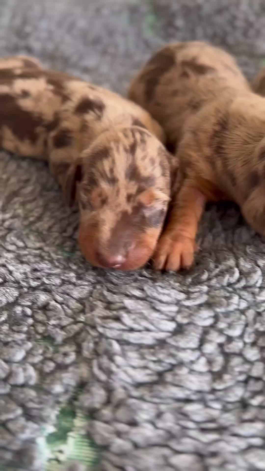 Teckel Miniatura perros en venta: 🐾 Kodat, Byron y Curry – Teckel miniatura 🐾 - Video 1