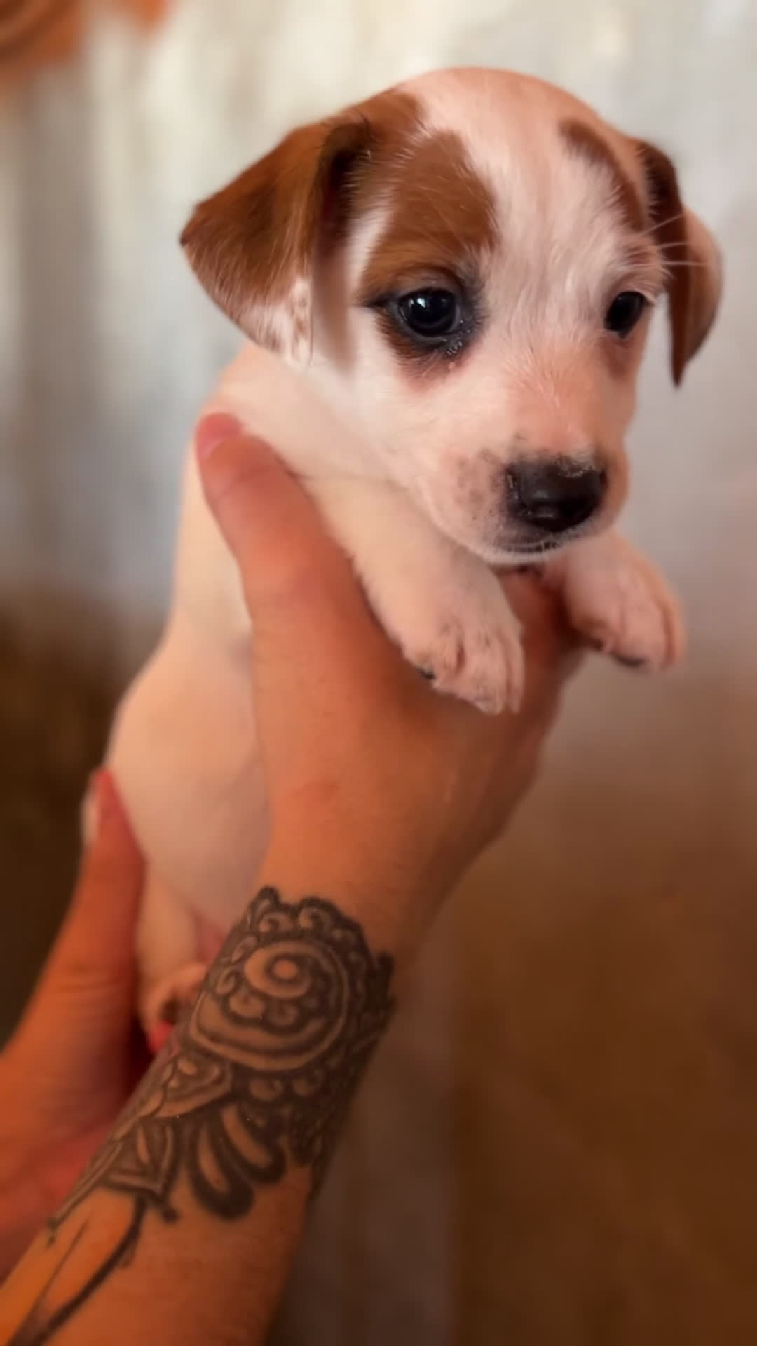 Jack Russell Terrier perros en venta: Jack Russell  - Video 1