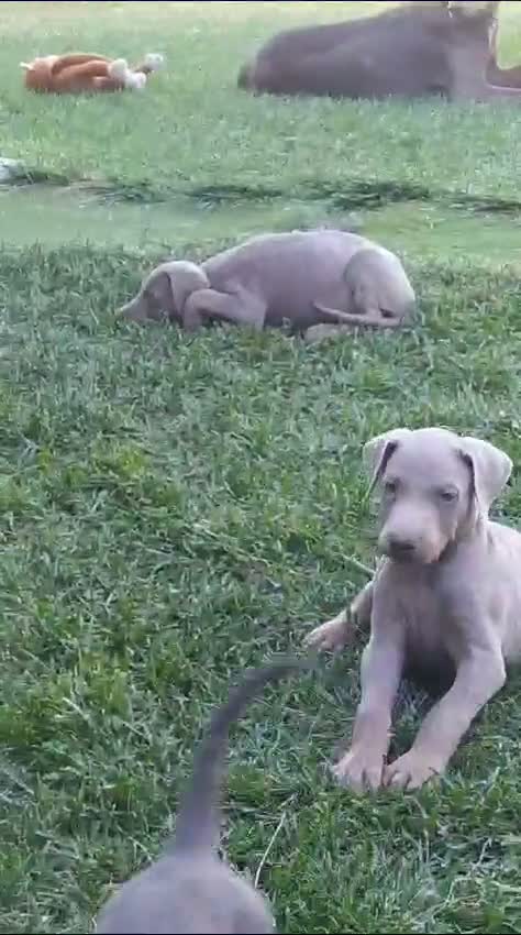 Dobermann perros en venta: Dóberman  - Video 1