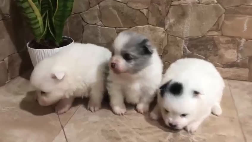 Pomerania perros en venta: Camada de pomeranias en Almería - Video 1