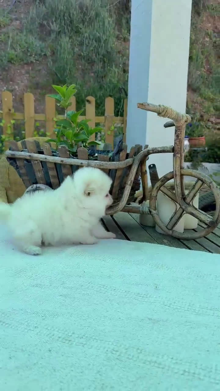 Pomerania perros en venta: Pomeranias lulu Machos Toy Peluditos y Chatos  - Video 1