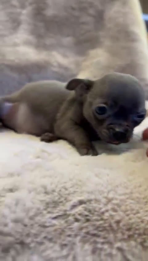 Chihuahua perros en venta: Chihuahua Blue sólido Toy  - Video 1