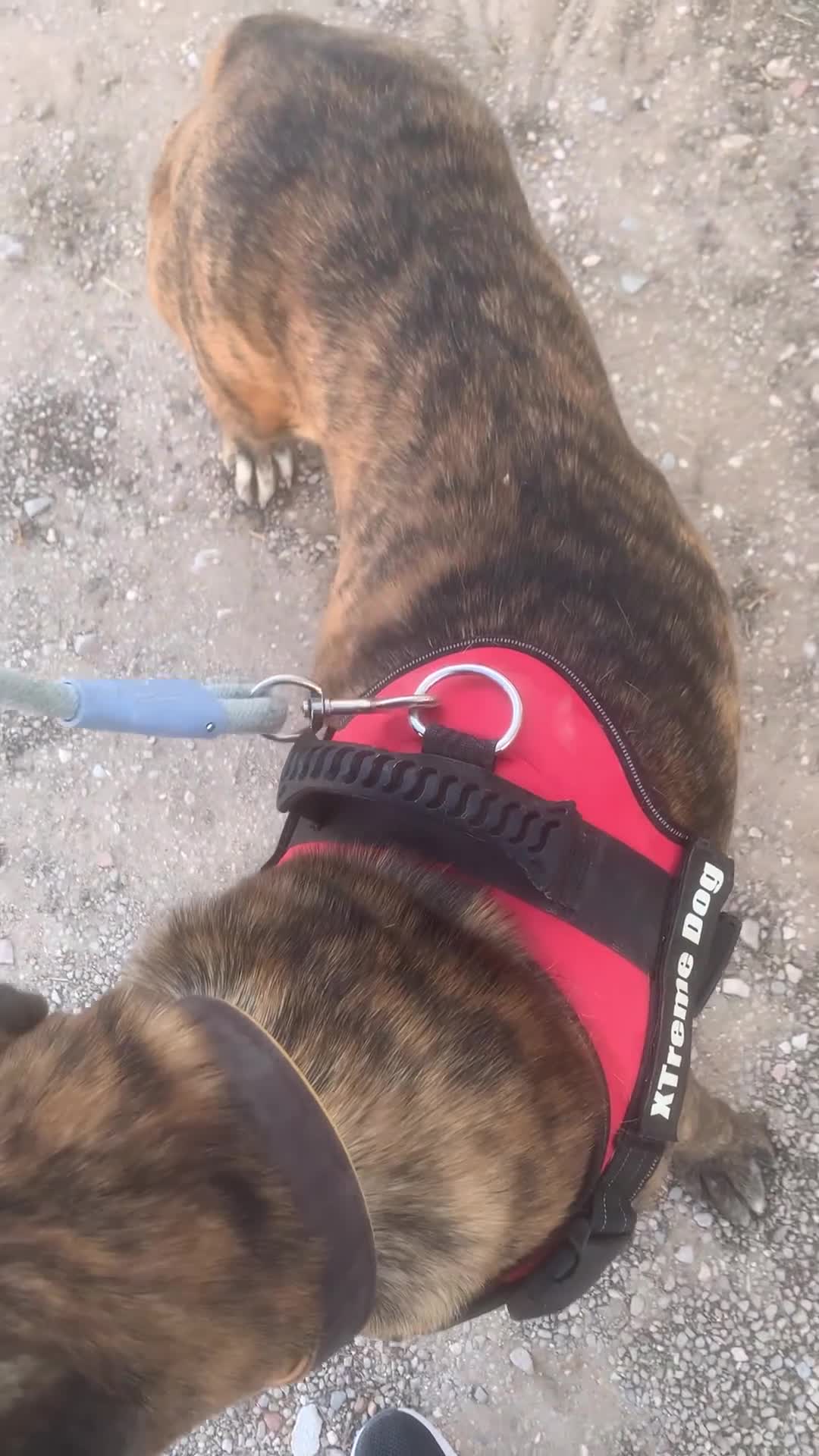 Raza Mixta perros en adopcion: THOR ❤️✨ en adopción  - Video 2